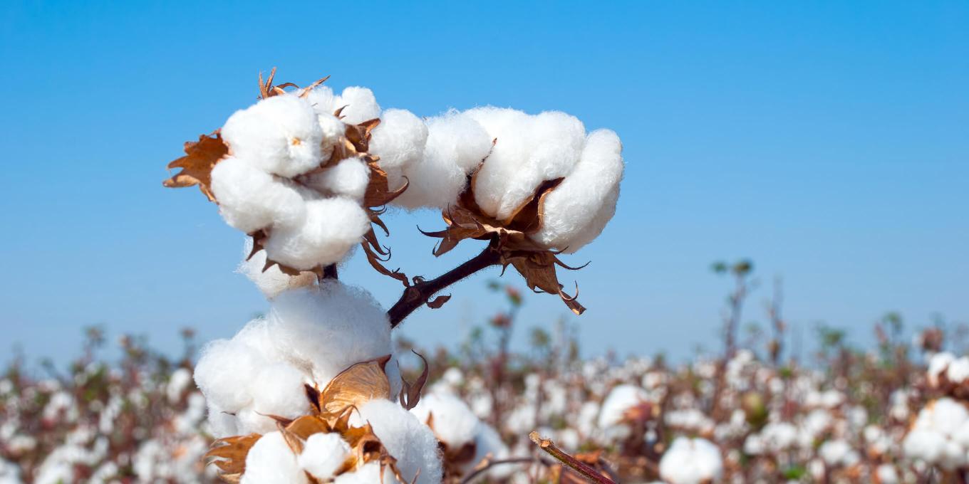 Home US Cotton home-us-cotton