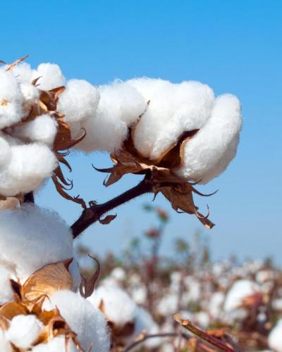 Raw Cotton in the field